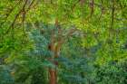 USA, Washington State, Scenic Beach State Park. Forest with big leaf maple trees. Art Print